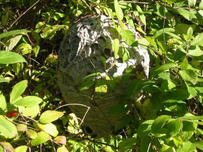 Wasp Nest