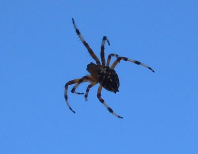 spider4.jpg