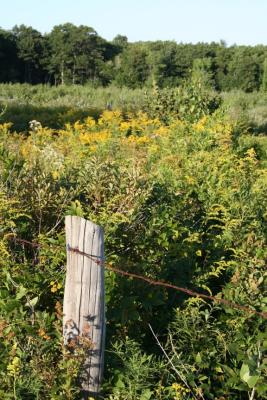 Fence Post