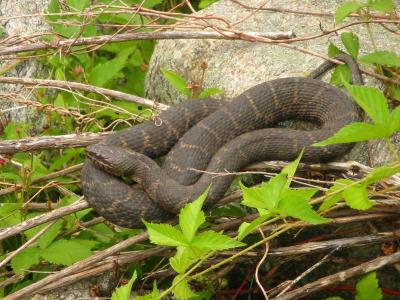Northern Water Snake