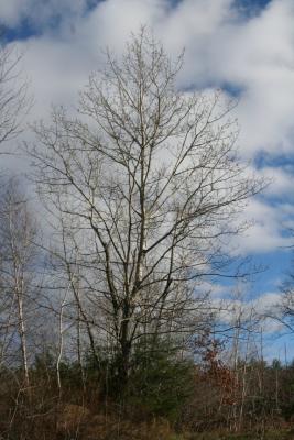 Tree and Clouds