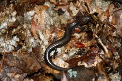 Redback Salamander, Leadback phase