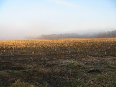 Fog Over the Corn Field