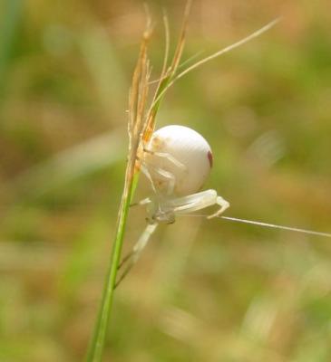 Crab Spider