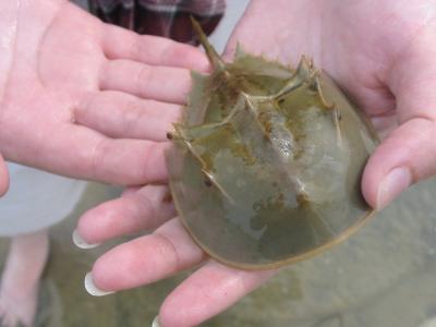 Horseshoe Crab