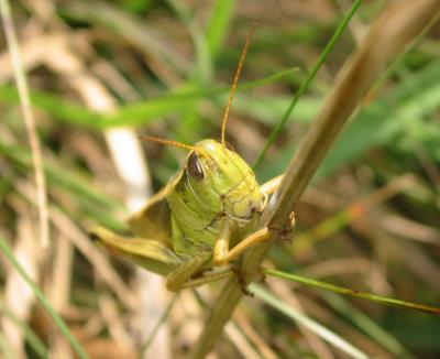 grasshopper1.jpg