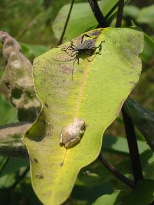 Peeper Showdown