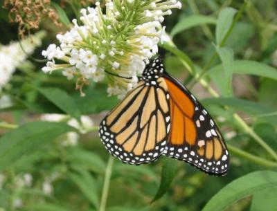 Monarch