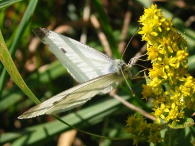 Cabbage White