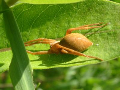 Nursery Web Spider