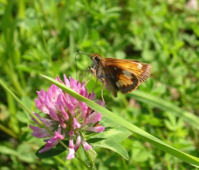butterfly3.jpg