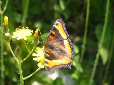 Milbert's Tortoiseshell