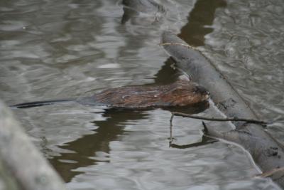 Muskrat