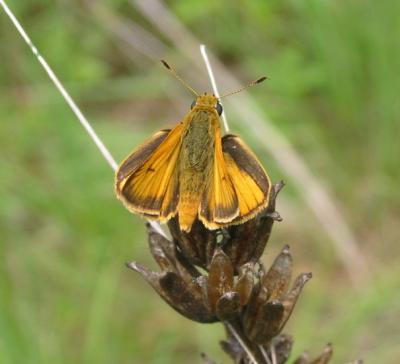 Delaware Skipper