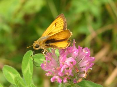 Delaware Skipper