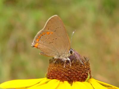 Coral Hairstreak