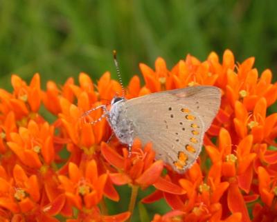 Coral Hairstreak