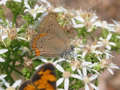 Coral Hairstreak
