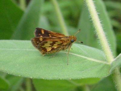 butterfly6.jpg