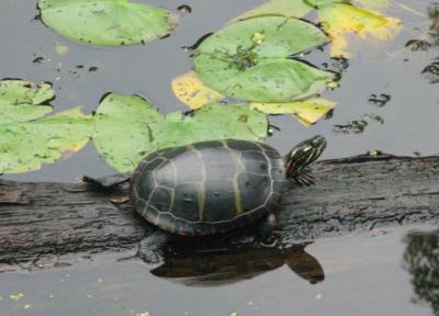 g3/36/495936/3/55796952.paintedturtle2.jpg