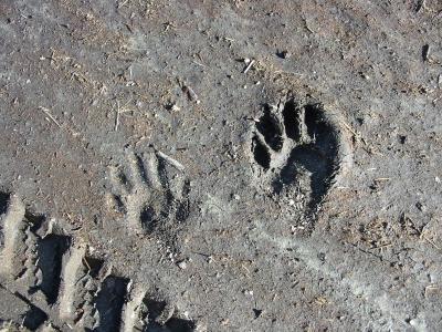 Raccoon Tracks in Mud