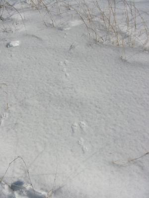 Cottontail Rabbit in Light Snow