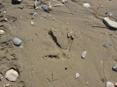 Wild Turkey (large track) in Packed Sand