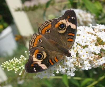 Common Buckeye