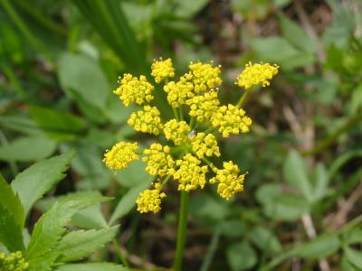 Golden Alexanders