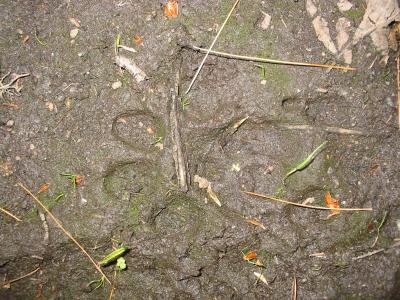 Bobcat Tracks in Heavy Mud