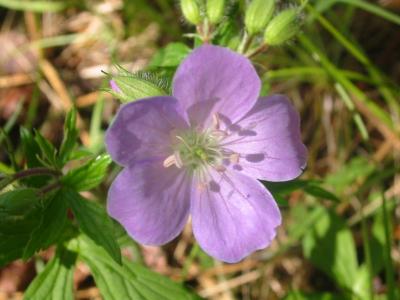 flower33.jpg
