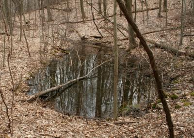 Vernal Pools