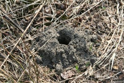 Ground Bee Mound