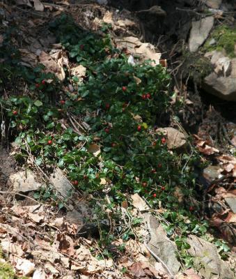 Partridge Berry