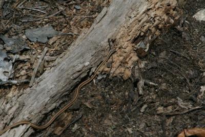 Ribbon Snake