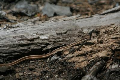 Ribbon Snake