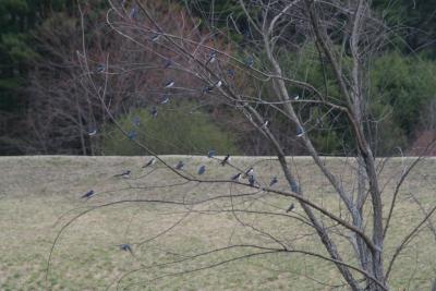 Tree Swallows in a Tree
