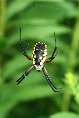 Black and Yellow Garden Argiope