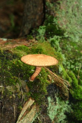 toadstool.jpg