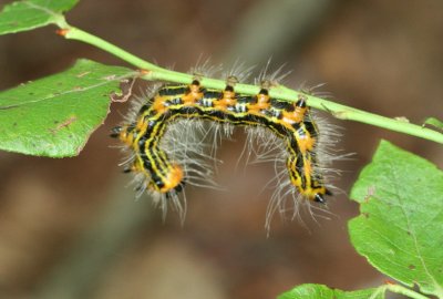 caterpillar18.jpg