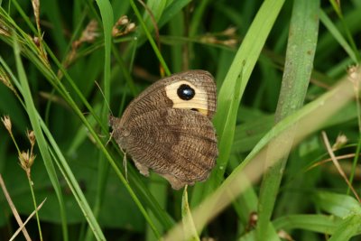 Common Wood Nymph