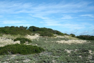 Plum Island Dune