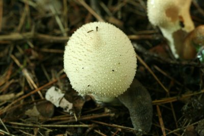 puffball.jpg