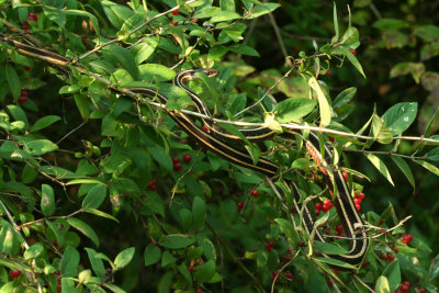 Garter Snake