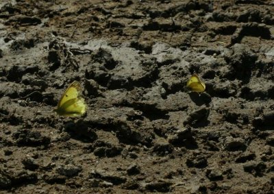 Pair of Sulphurs