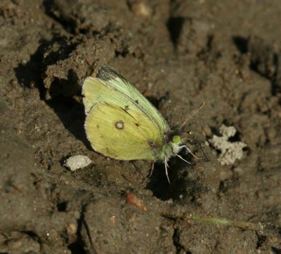 Clouded Sulphur