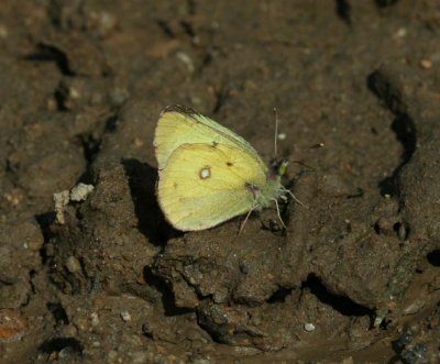 Clouded Sulphur