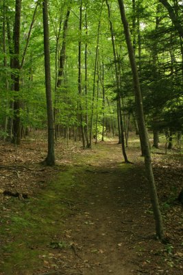 Forest Trail