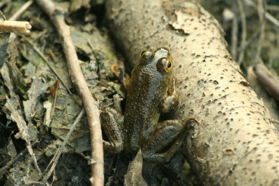 Baby Bullfrog