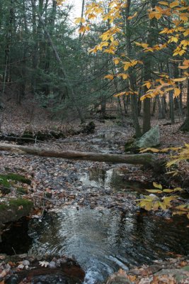 Late Autumn Stream